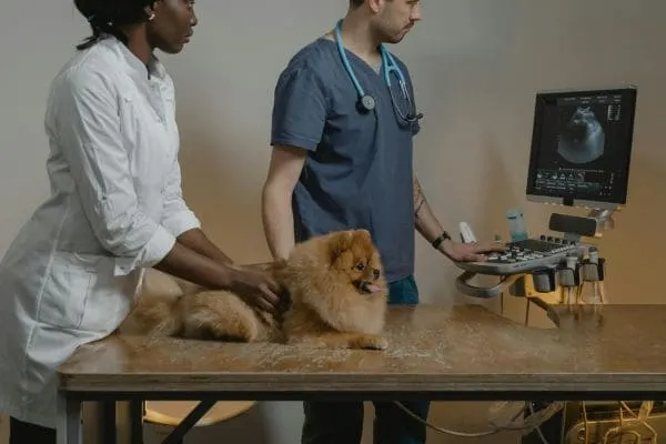 Free Pet Checkup