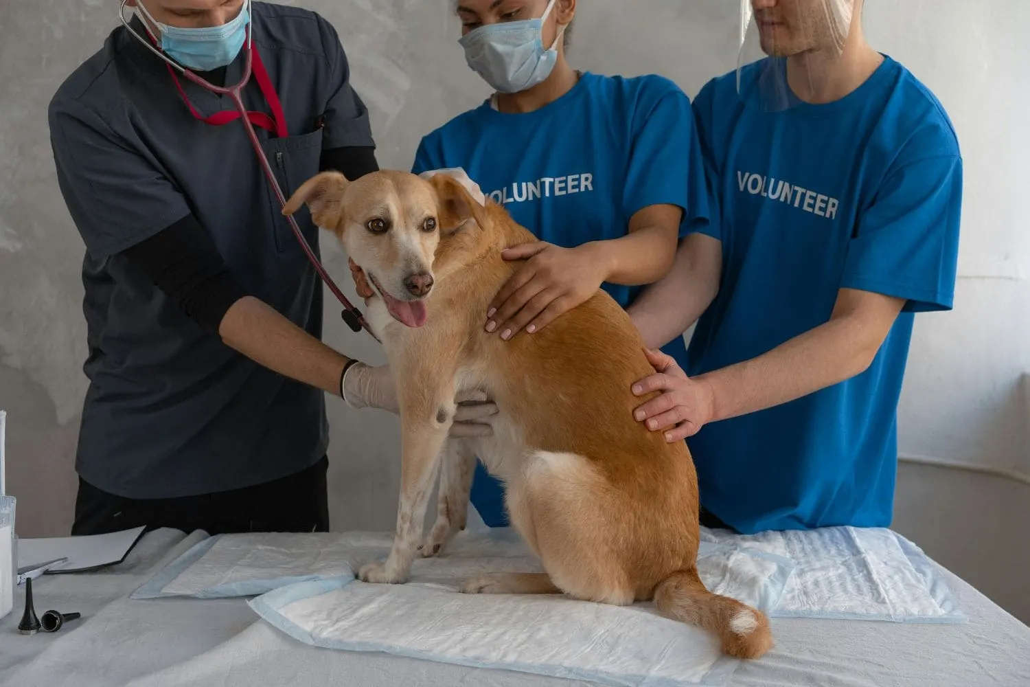 Veterinarian with Dog