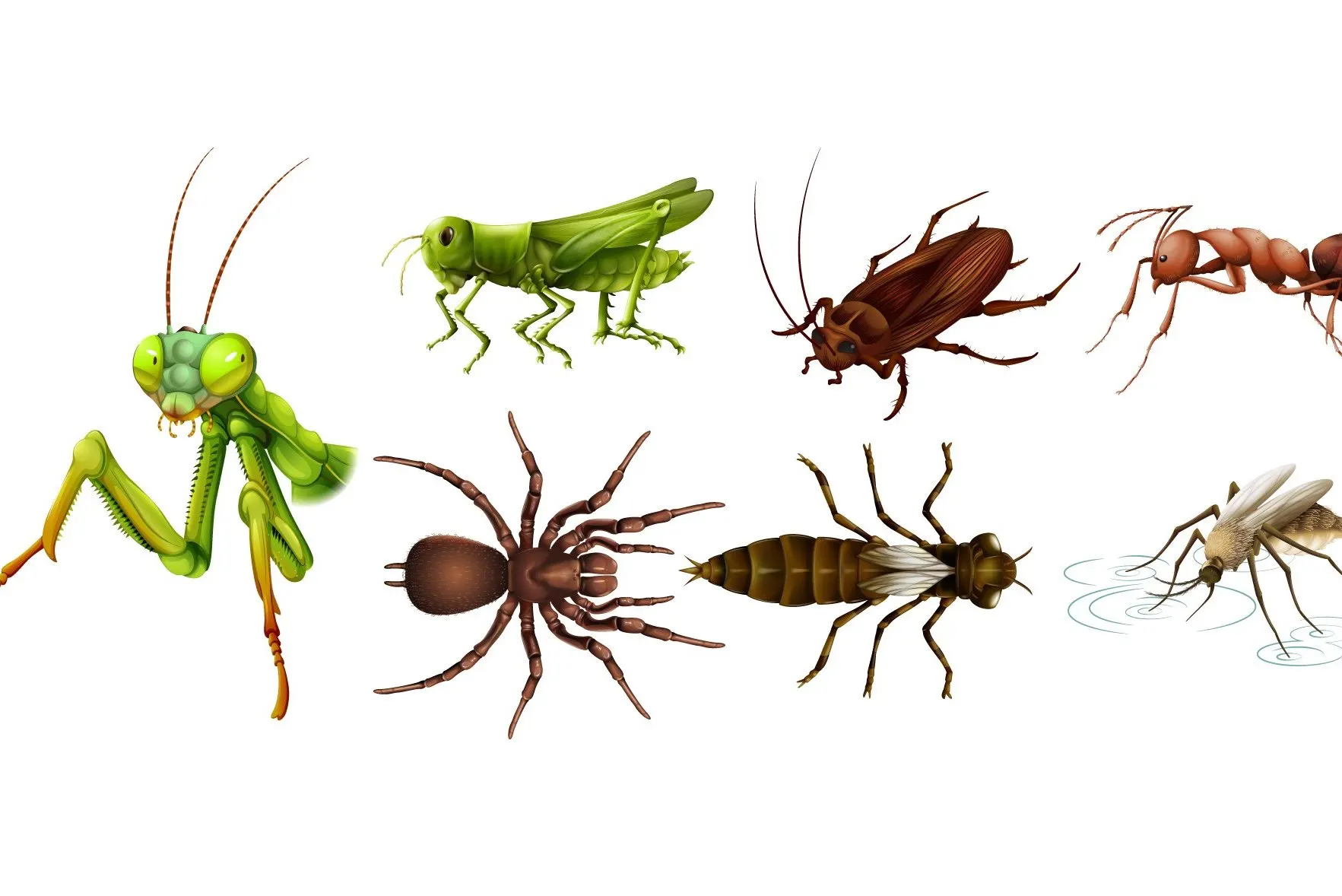 German cockroach infestation
