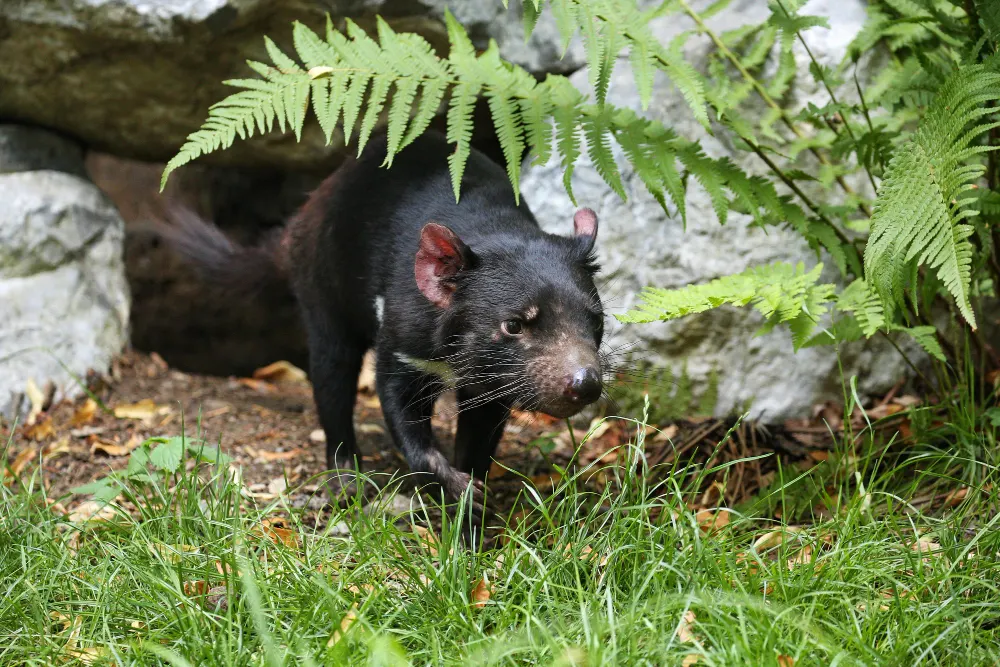 Norway rat