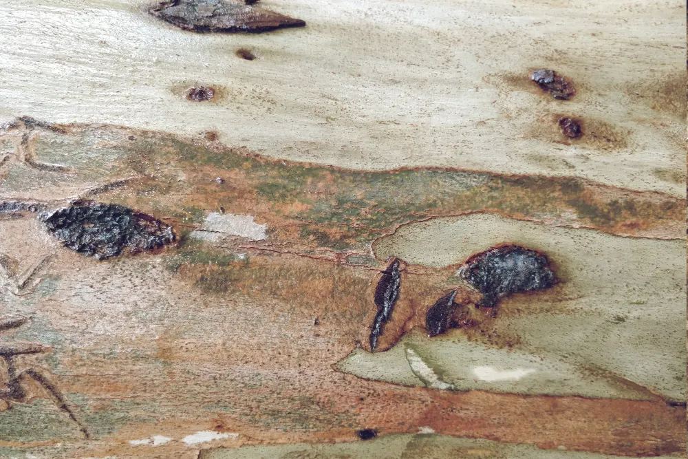 Termite mud tubes