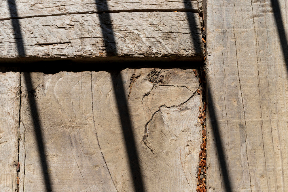 Termite damage to wood