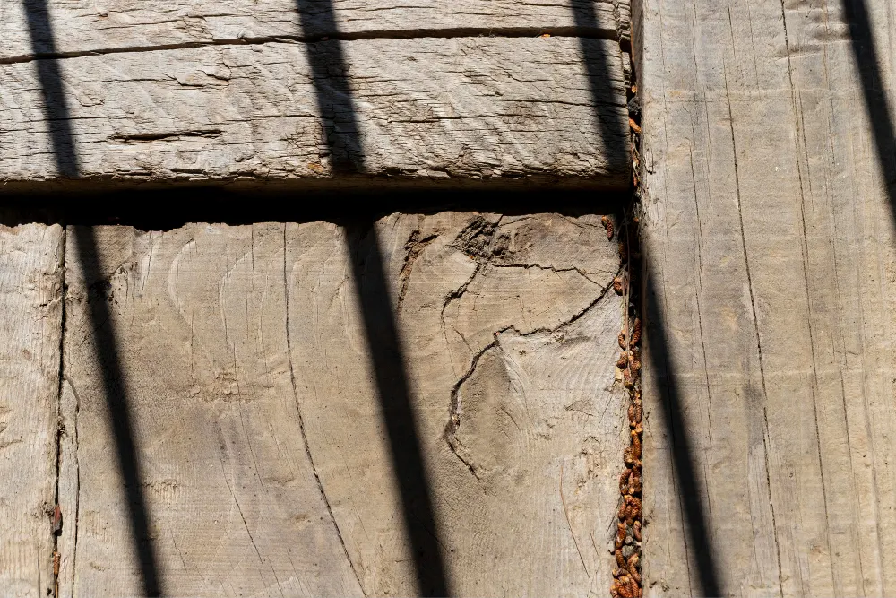 Termite damage to wood