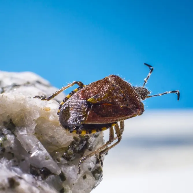 Bed bug bites on skin