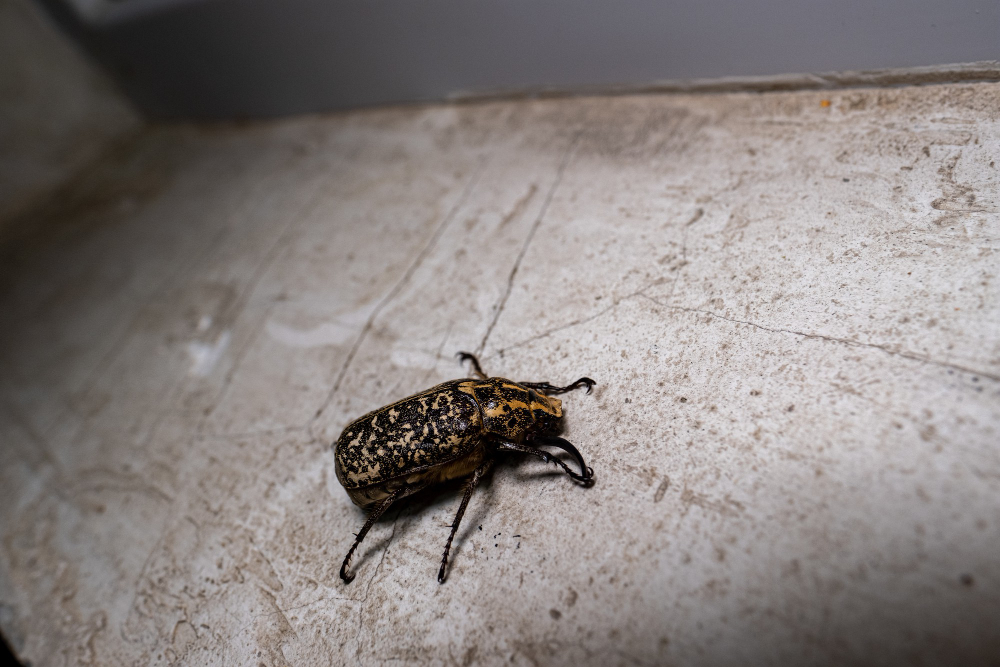 Cockroach droppings