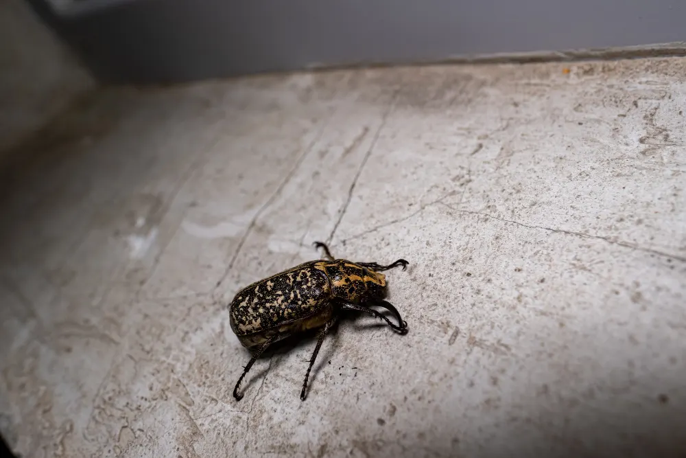 Cockroach droppings