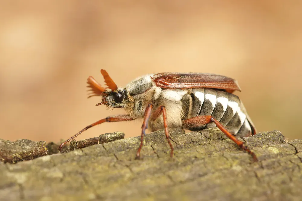 American cockroach