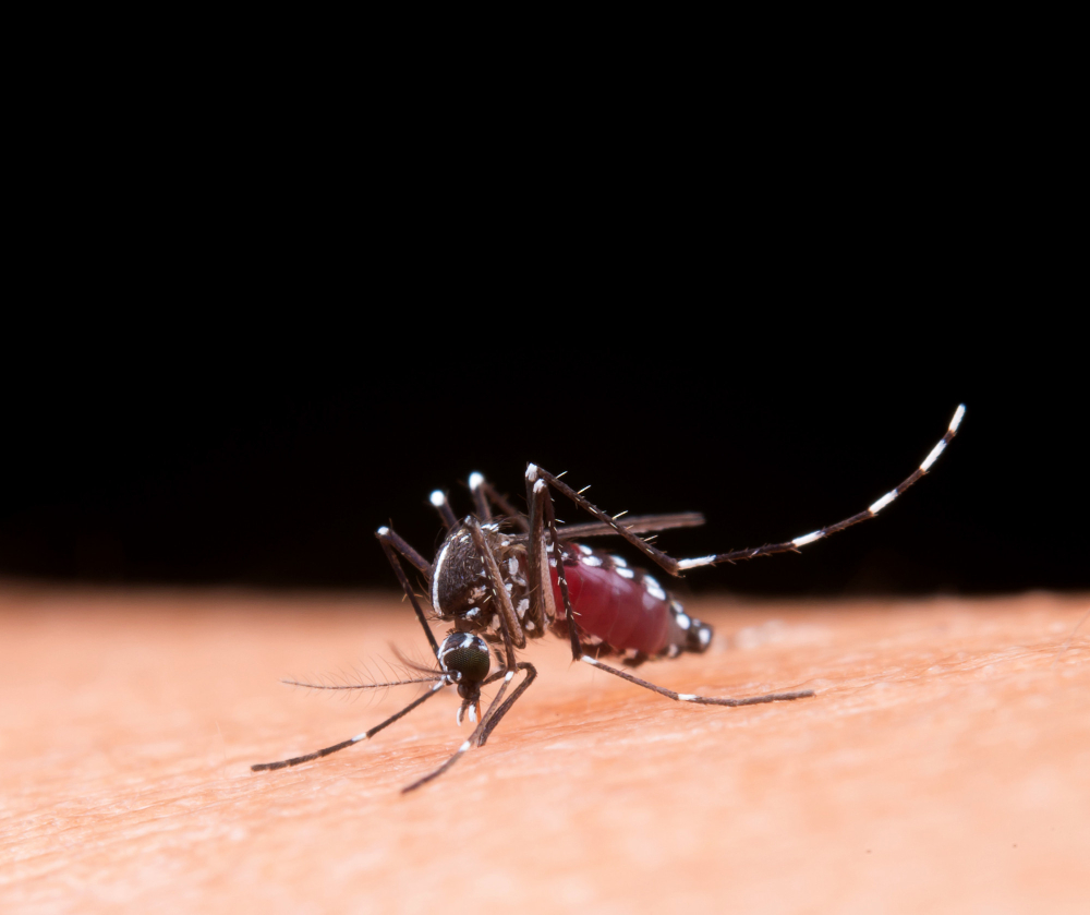Mosquito biting