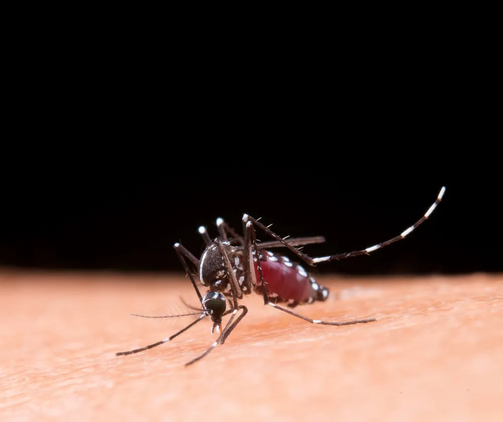Mosquito biting