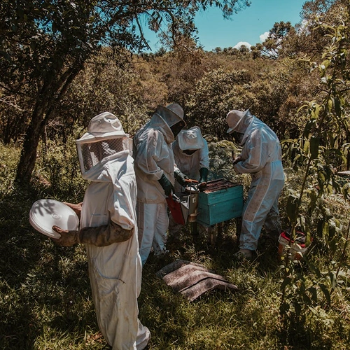 Manuka Honey