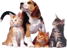 dogs