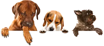 dogs