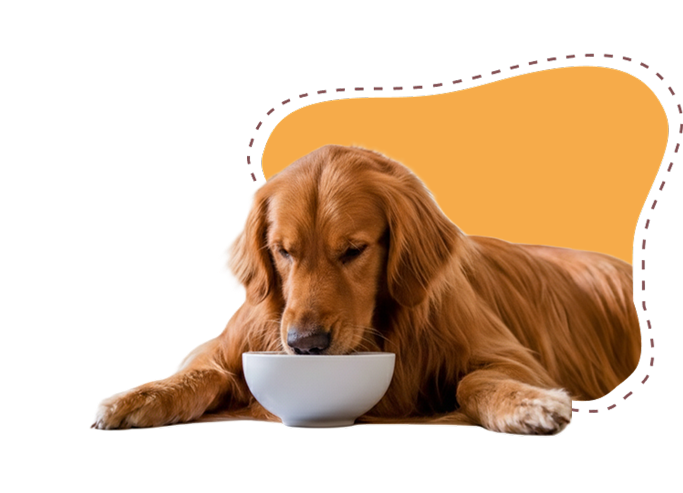 dogs food